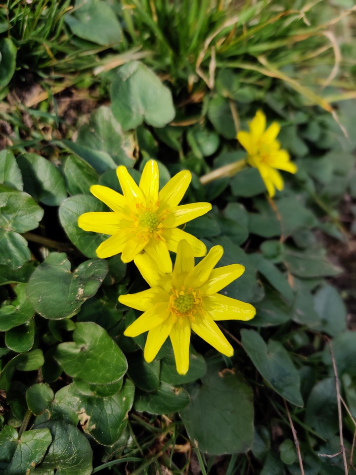 yellow Flowers