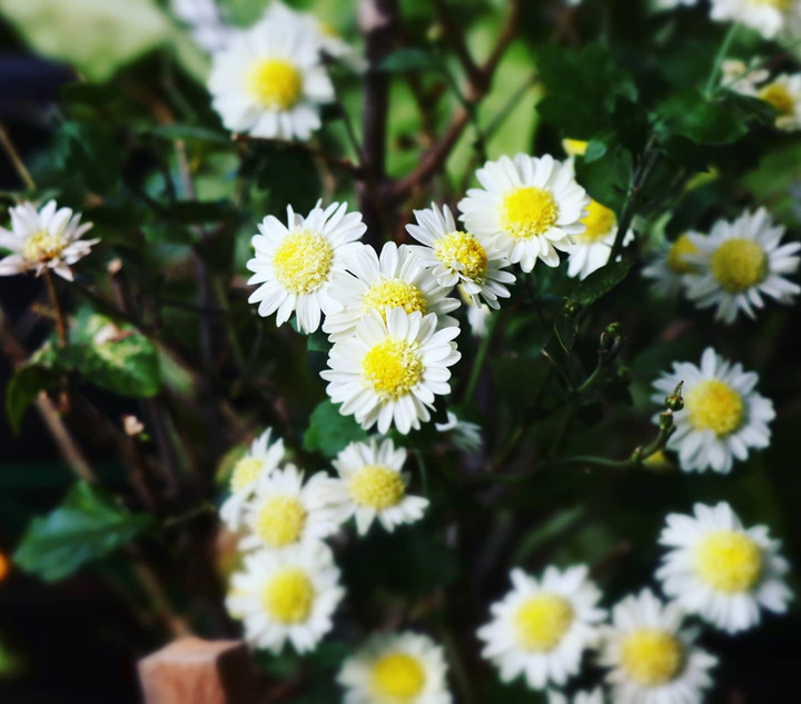 daisy