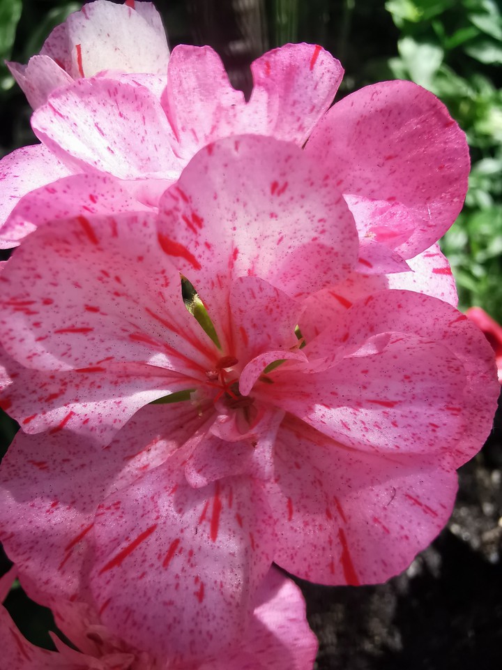 Pink flower
