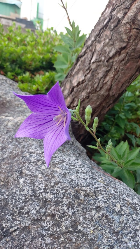 도라지꽃