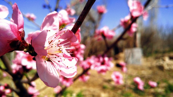 Spring flower