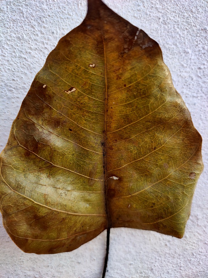 leaf