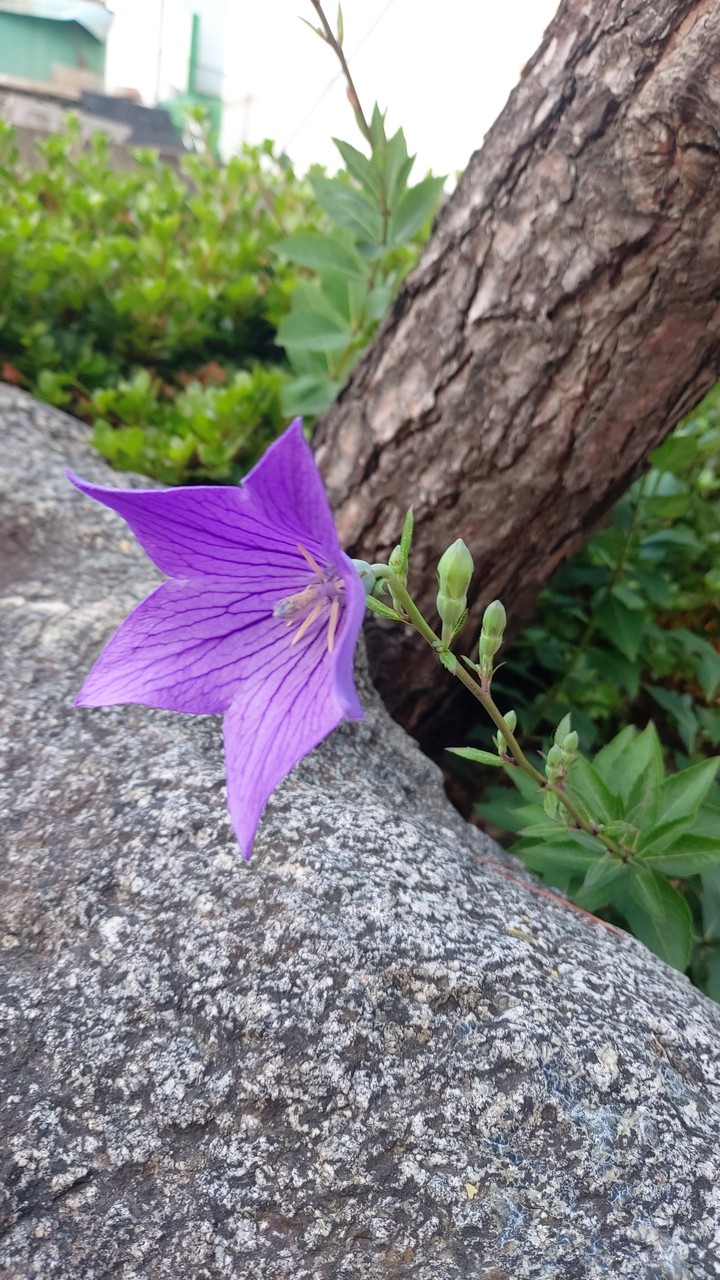 도라지꽃