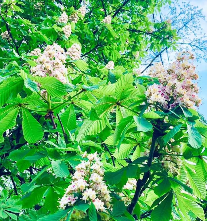 Каштаны :)