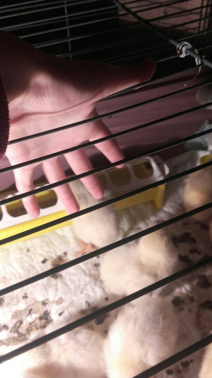chics