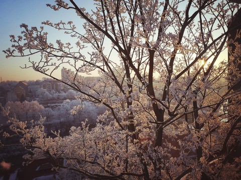 snowy tree
