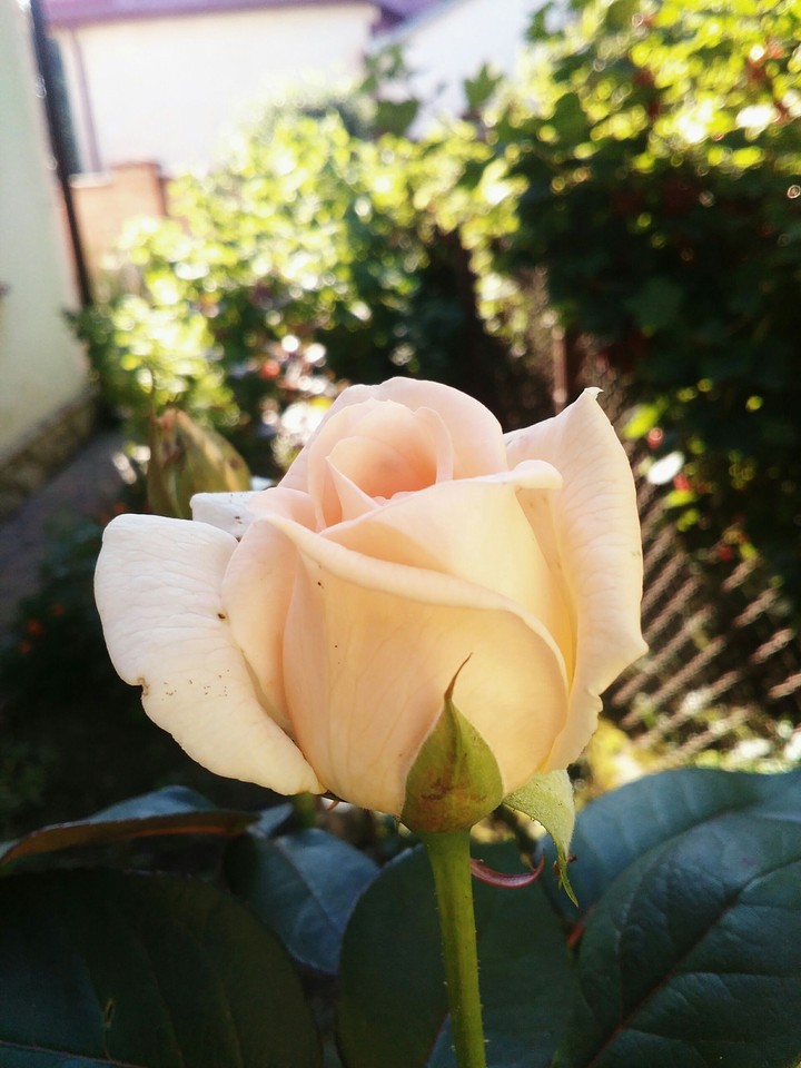 rose