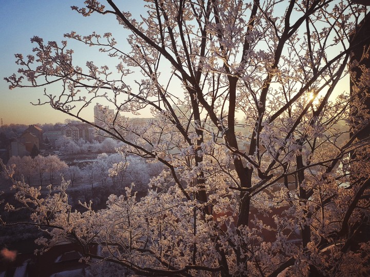 snowy tree