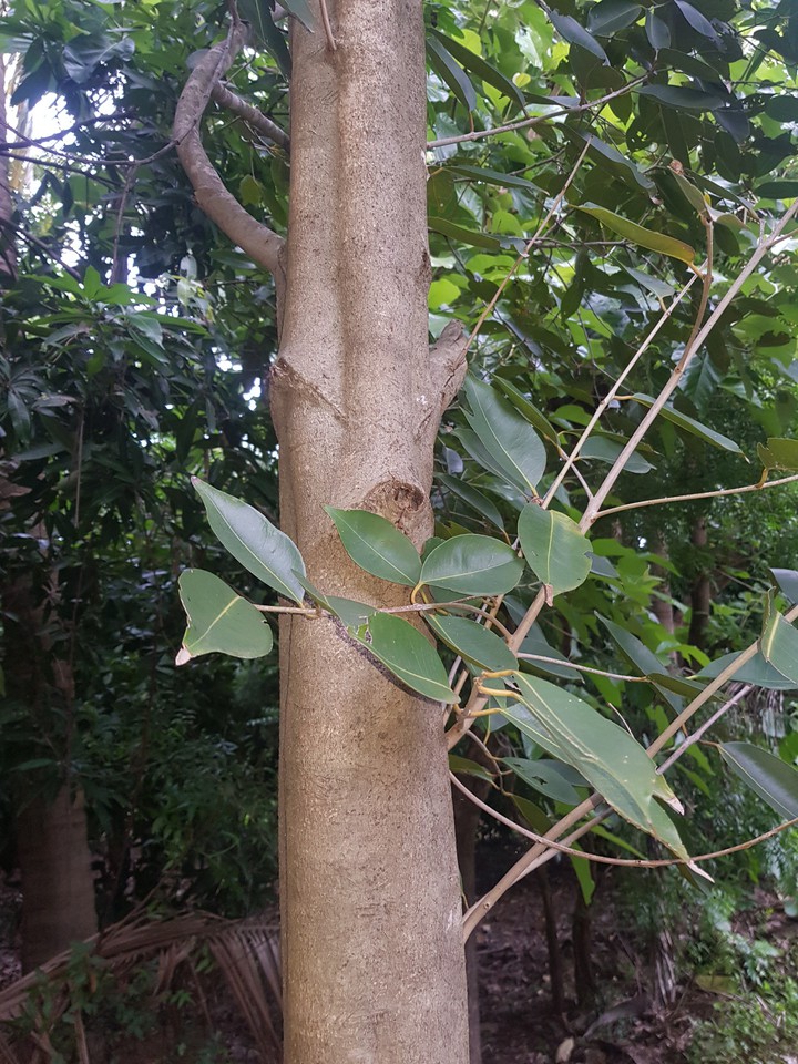 forest tree