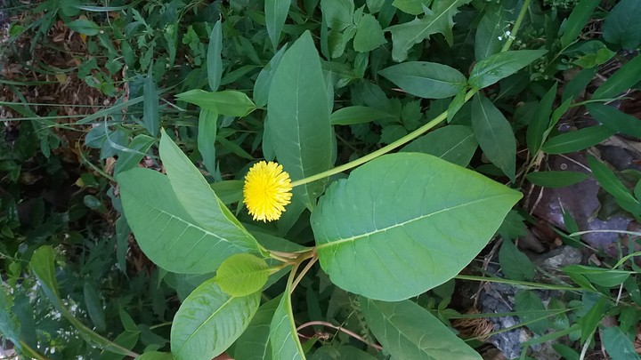꽃