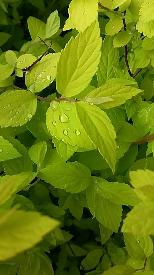 Leaves