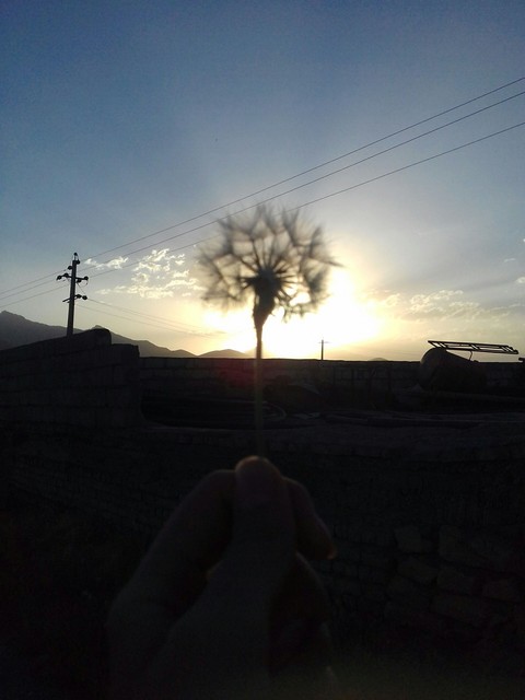 dandelion or sun ?