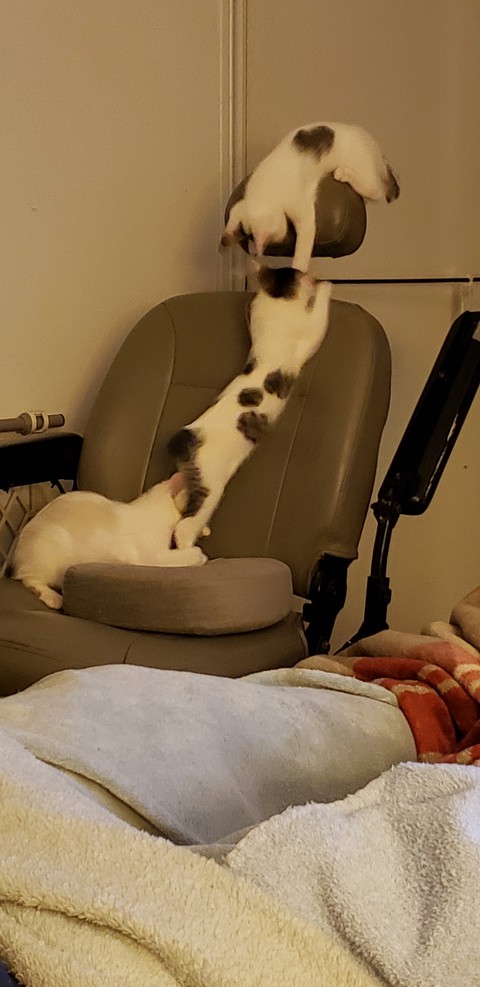 Cat chain