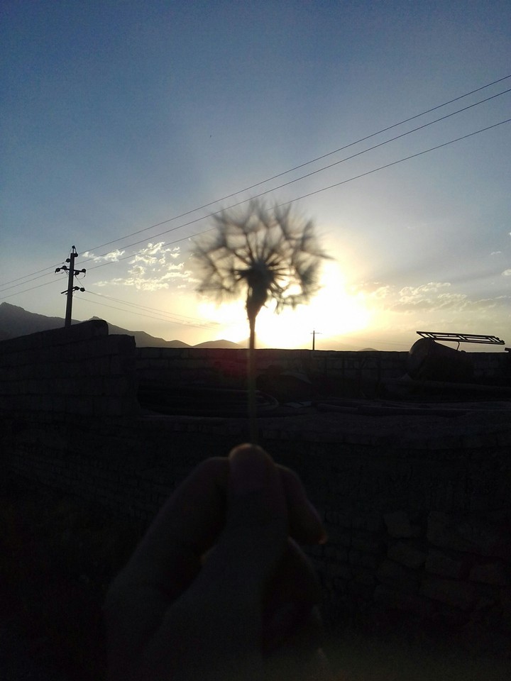 dandelion or sun ?