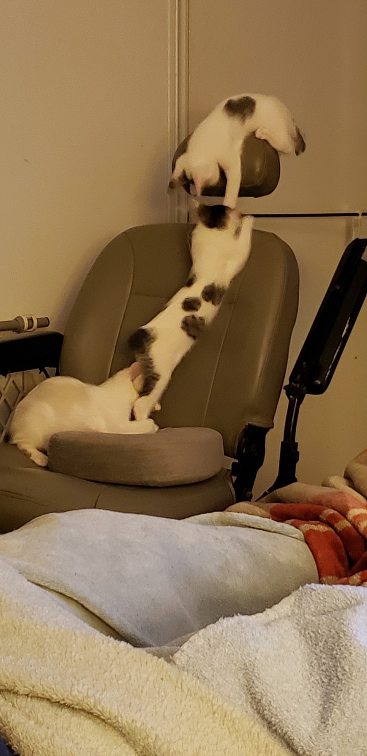 Cat chain