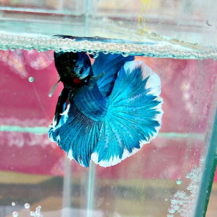 bettafish ready to breed