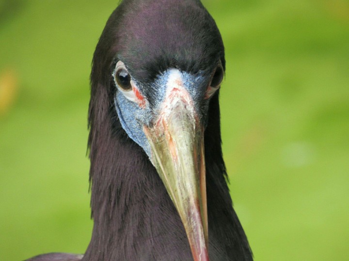 bird
