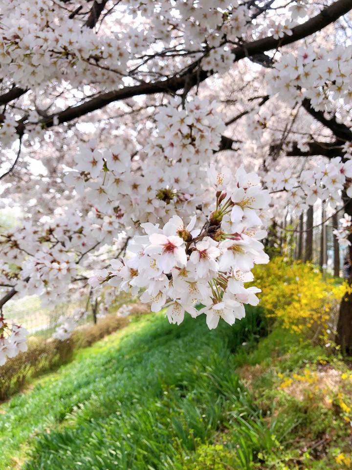 spring