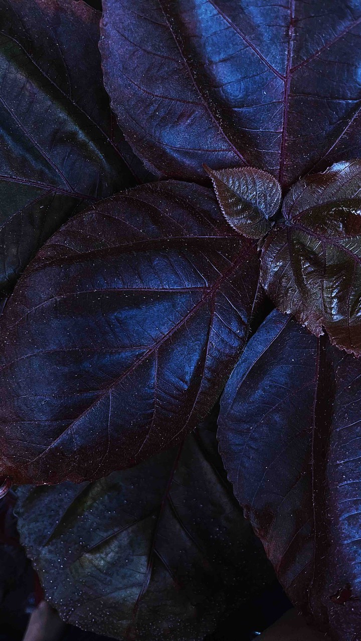 cosmos