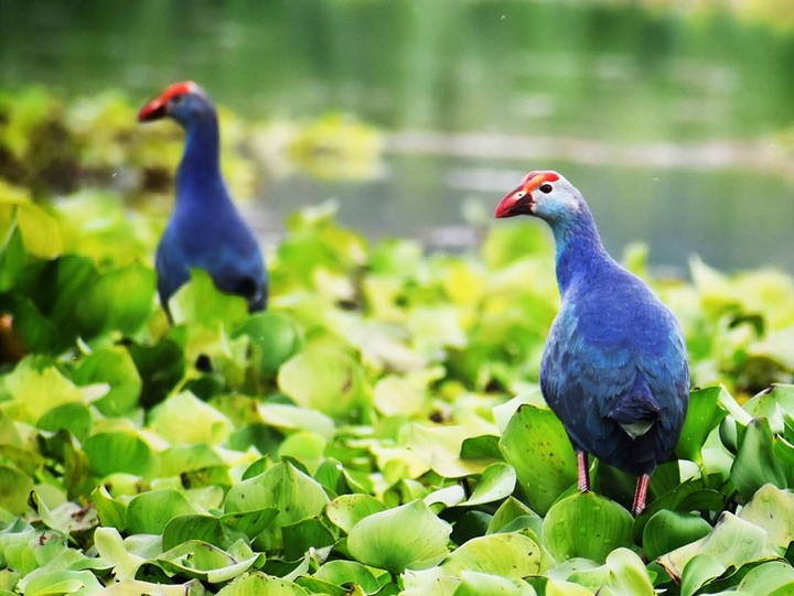 bird