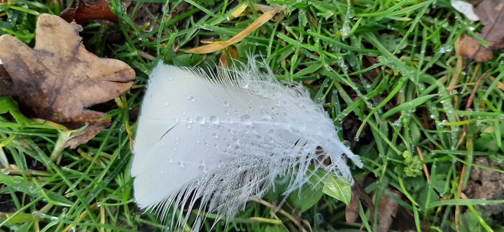 feather with raindrops
