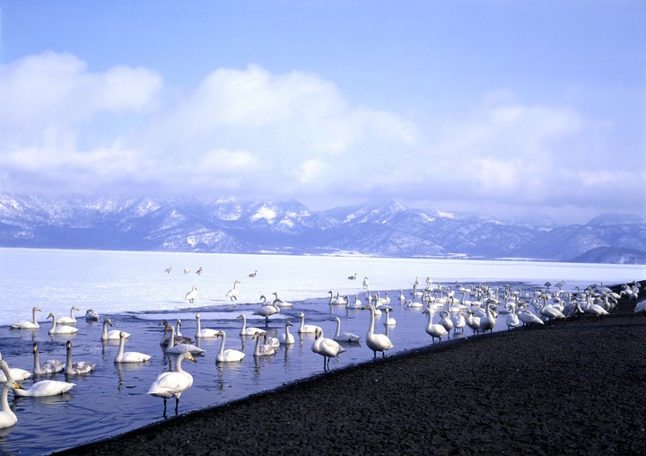 Scenics
