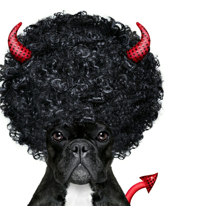 Tiere