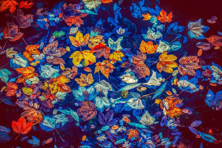 Colourful leaves