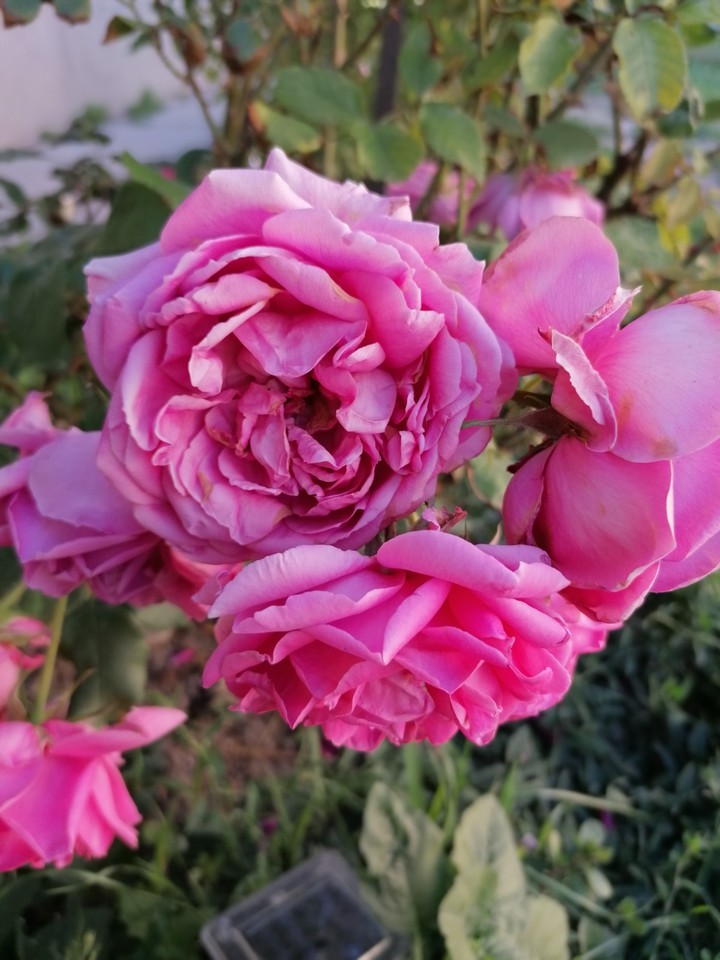 pink rose