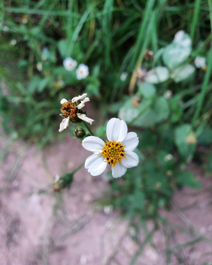 flor