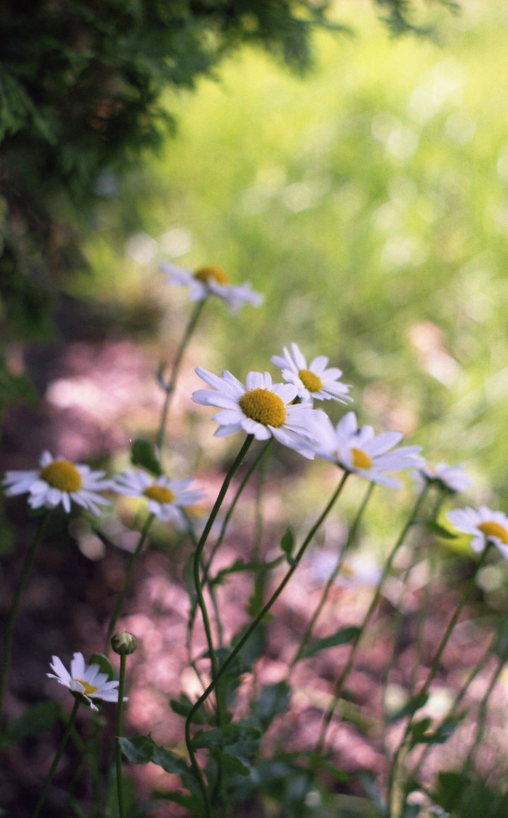 daisy