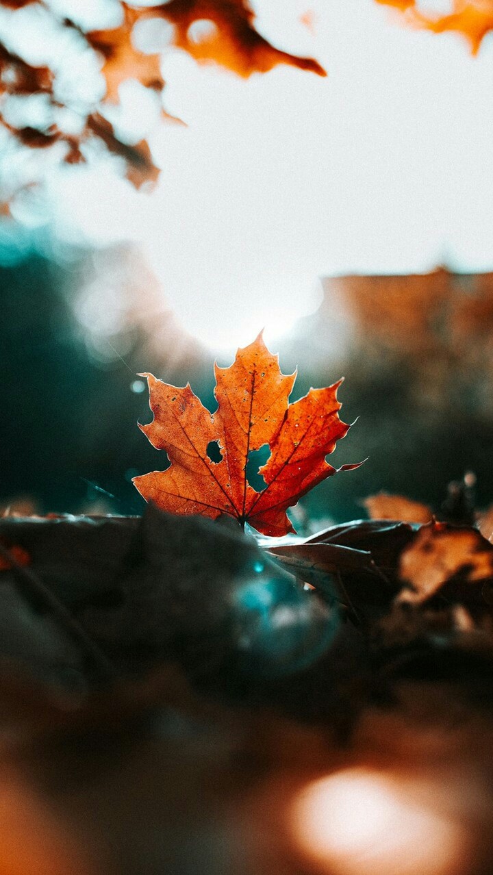 autumn