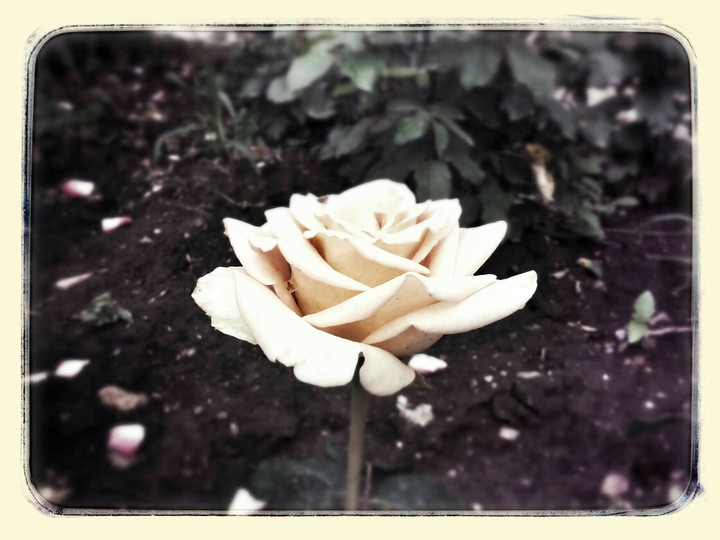 rose