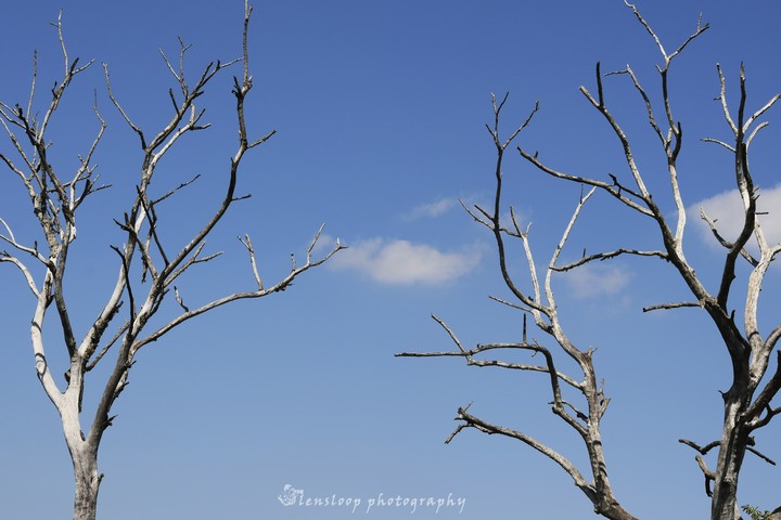 branches