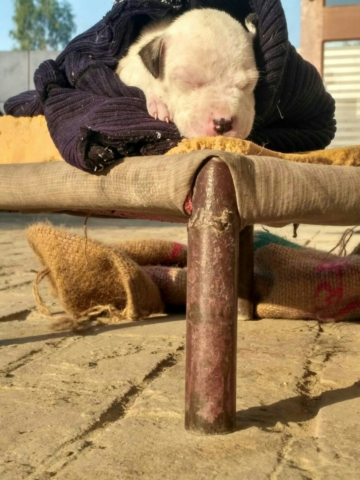 dog