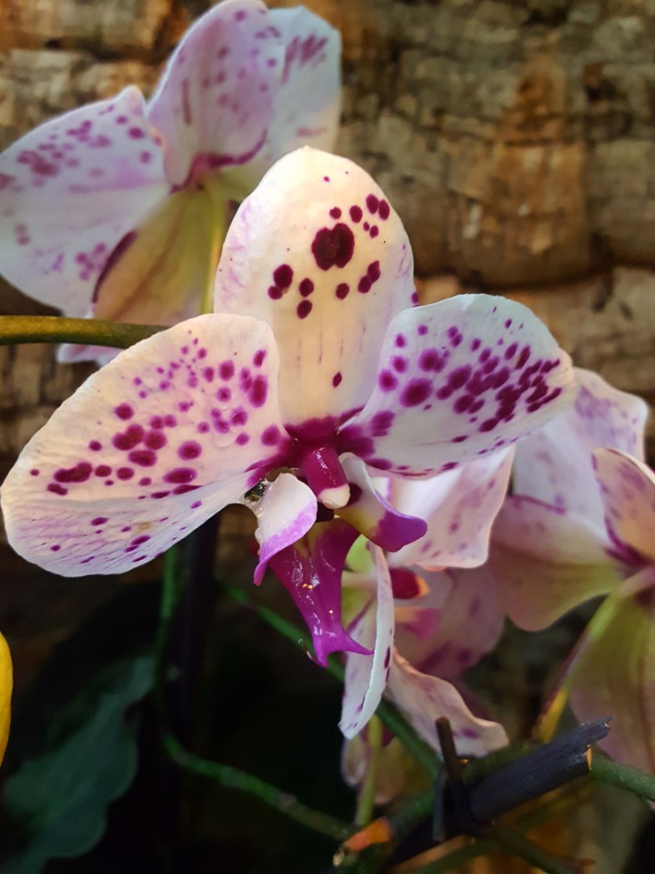 orchid