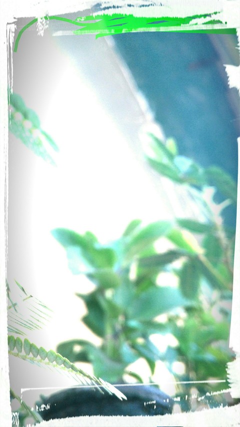 plants