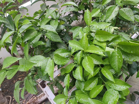 Plant after rain