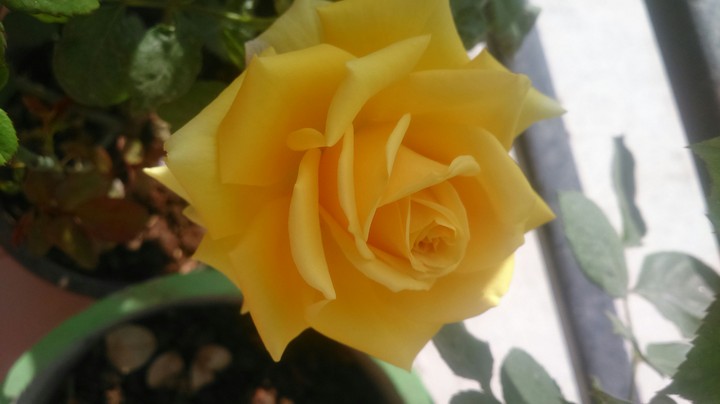 my hardwork blossoming....