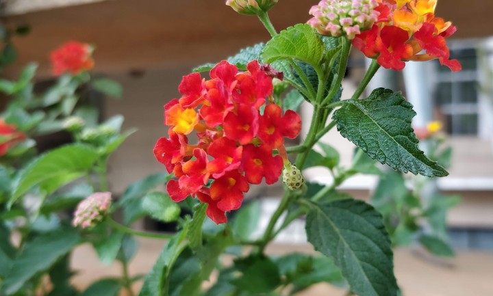 Flower