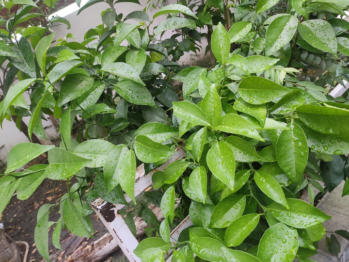 Plant after rain