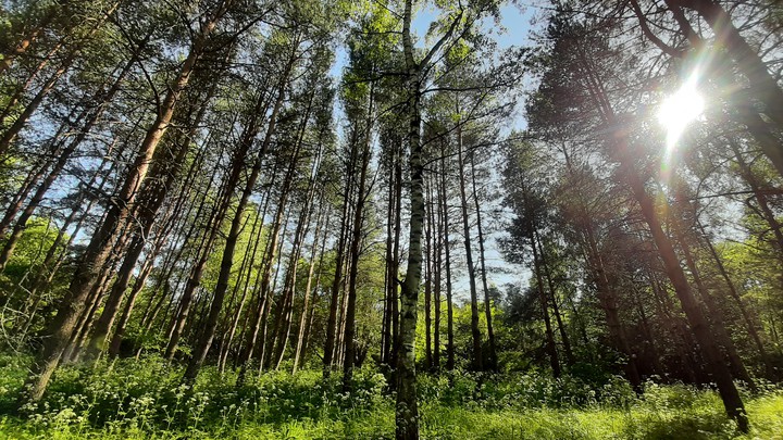 Wood of Russia
