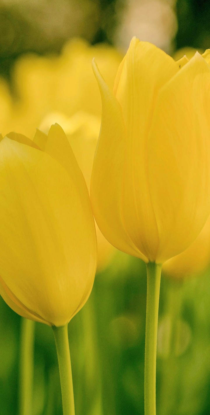 Daffodils
