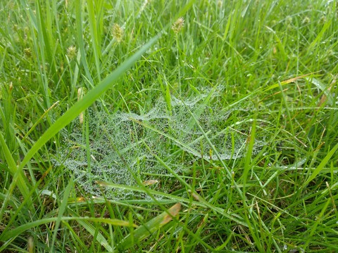 papéis de parede Water, grass
