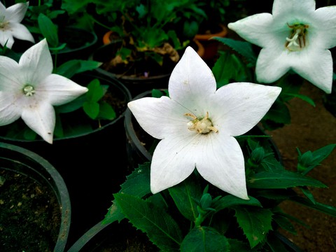 beauty of nature