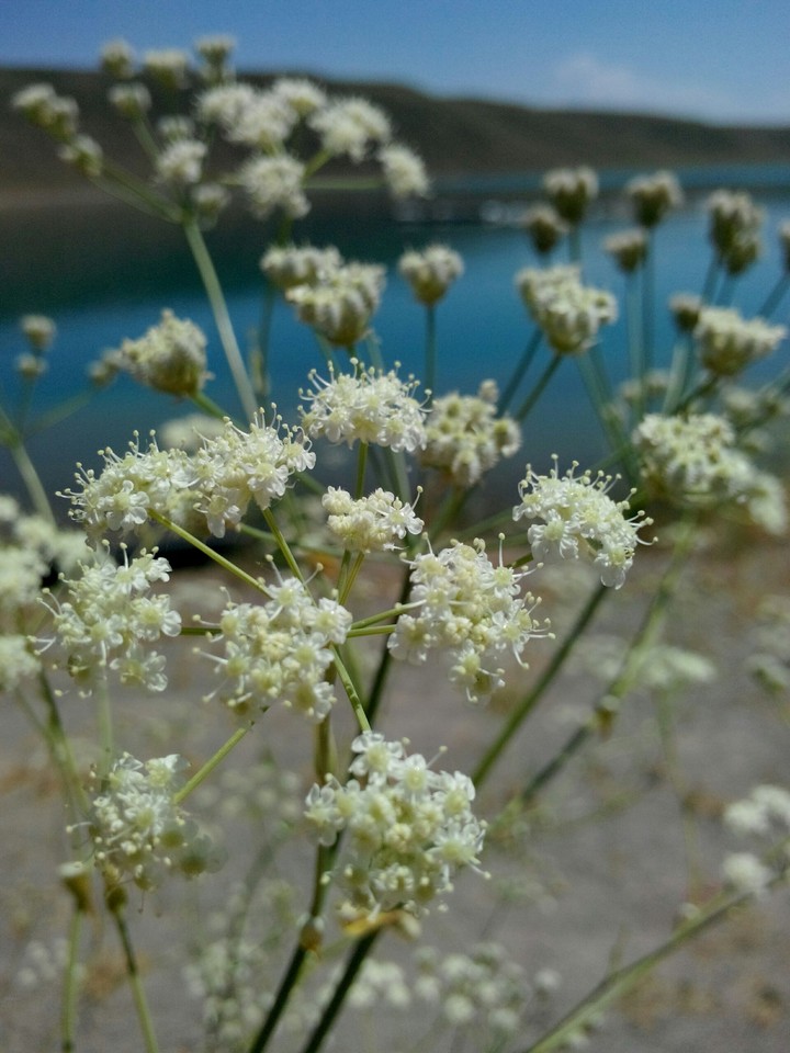 lake and apperance flower