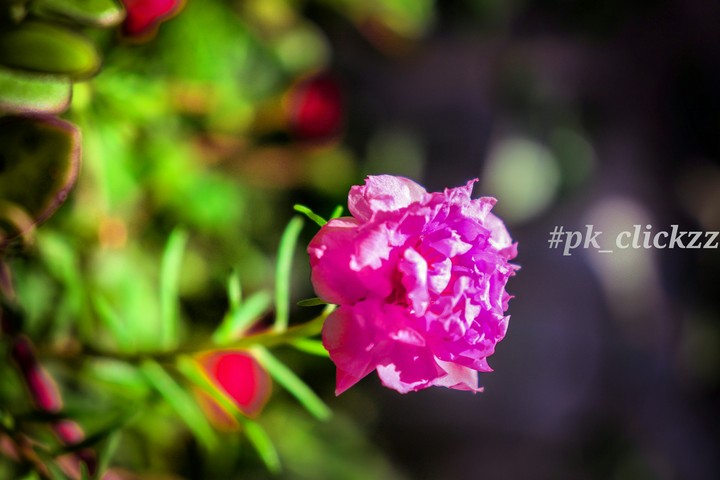 owsm......flower