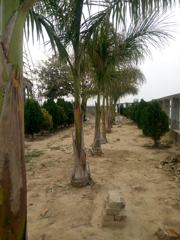 trees