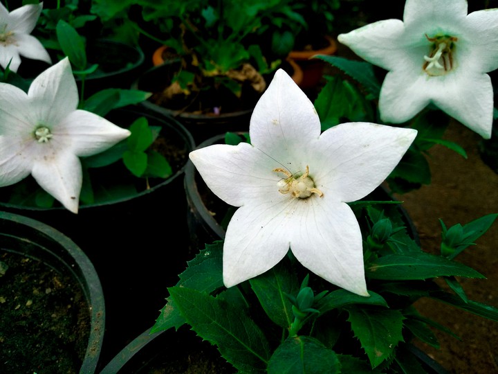 beauty of nature