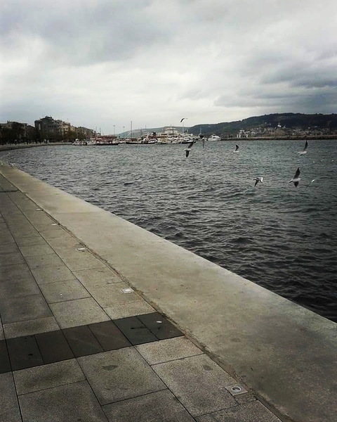 #sea #bird #city #çanakkale